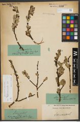 Foto von Salix appendiculata Vill.